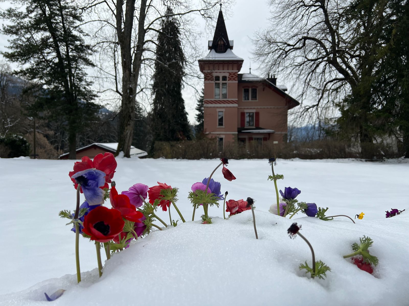 Fleurs dans la neige